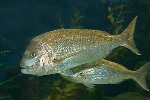 Australasian snapper